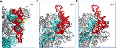 DNA Aptamers Block the Receptor Binding Domain at the Spike Protein of SARS-CoV-2